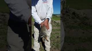 How to Skin a Rabbit Texas Style in 60 Seconds with your Bare Hands screenshot 4