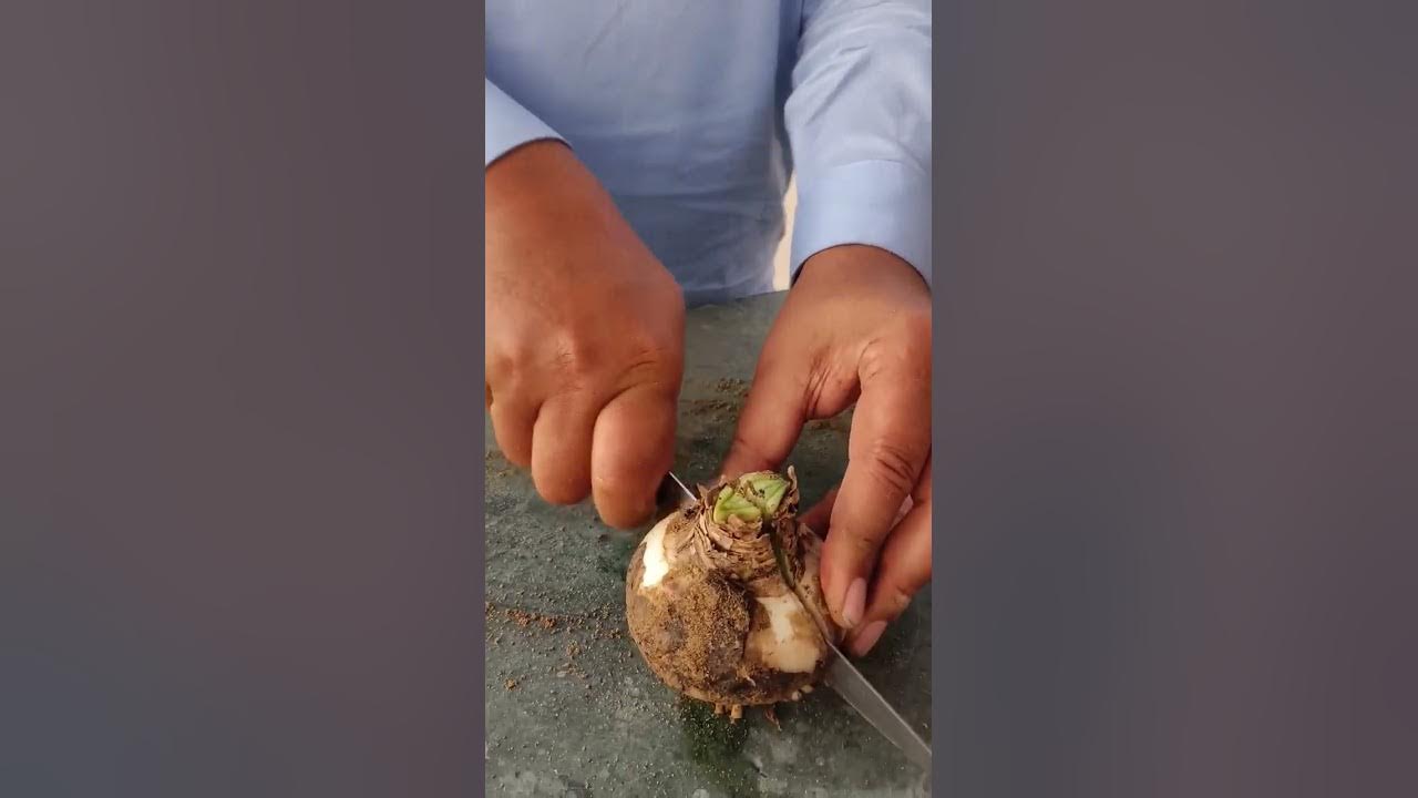 How to Multiply Amaryllis Bulbs YouTube