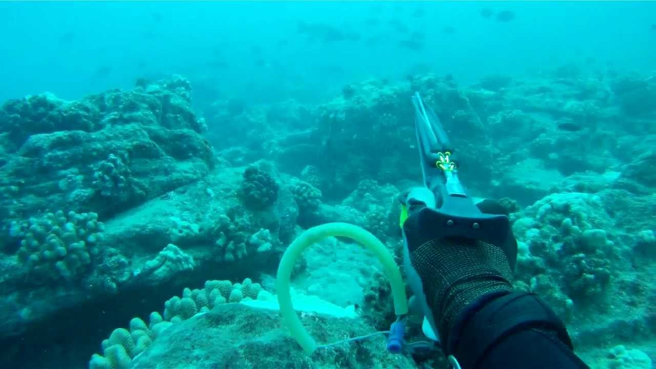 Spearfishing Hawaii (Oahu) YouTube