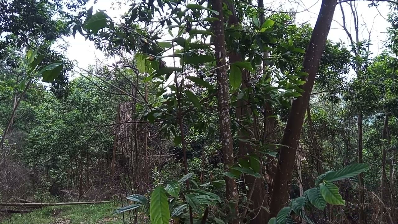 mikat konin/ burcil cuman modal mp3