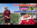 США.Февраль сезон клубники🍓 во Флориде. Едем на ферму собираем урожай. #сша #фермавамерике #америка