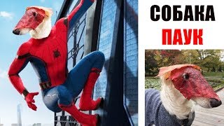 Лютые приколы. СОБАКА-ПАУК Лютые приколы. СОБАКА-ПАУК