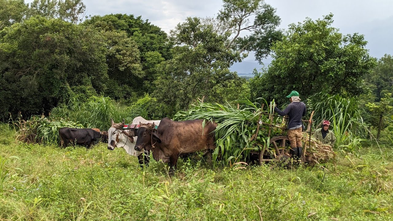 En El Salvador aún se trabaja con bueyes y carreta.