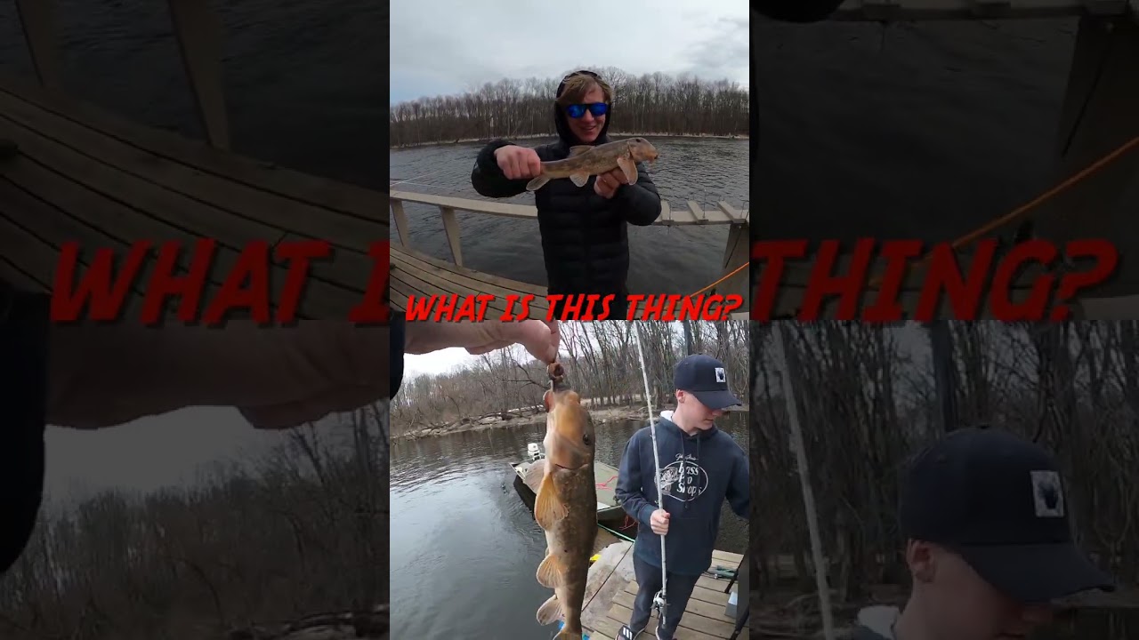 What is this sucker? Wrong answers only!