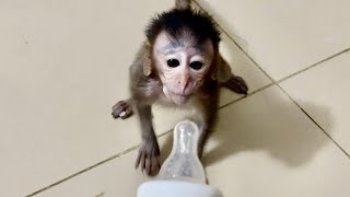 Wow a little monkey so smart from day to day #love #subscribe #like #foryou #monkey #animals