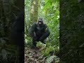 Silverback Gorilla Suddenly Charged the Camera