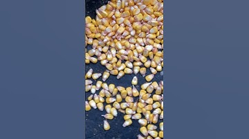 Will the cows eat corn?#cows