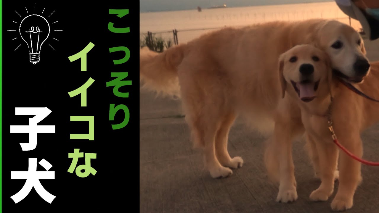 ゴールデンレトリバーの子犬がこっそりイイコな時は理由がある！朝焼け♪ YouTube