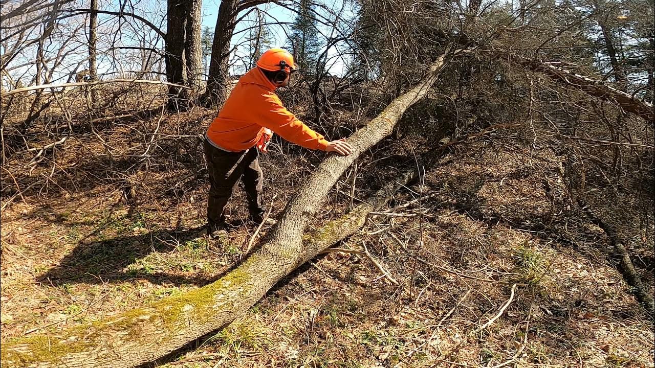 Cutting down hung up tree YouTube