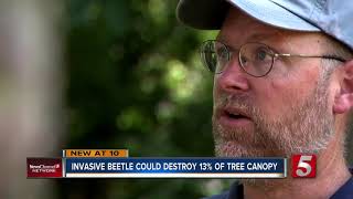 Invasive beetle could destroy 13 percent of tree canopy in middle Tennessee