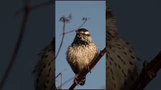 Cactus wren morning mental chaos