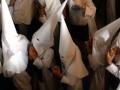 La saeta.Marcha de procesiòn