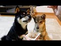 柴犬納豆