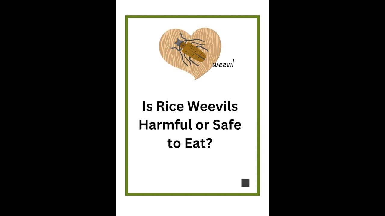 is-rice-weevils-harmful-or-safe-to-eat-youtube