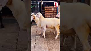 Dumbon ki Taiyyari at JD Goat Farm