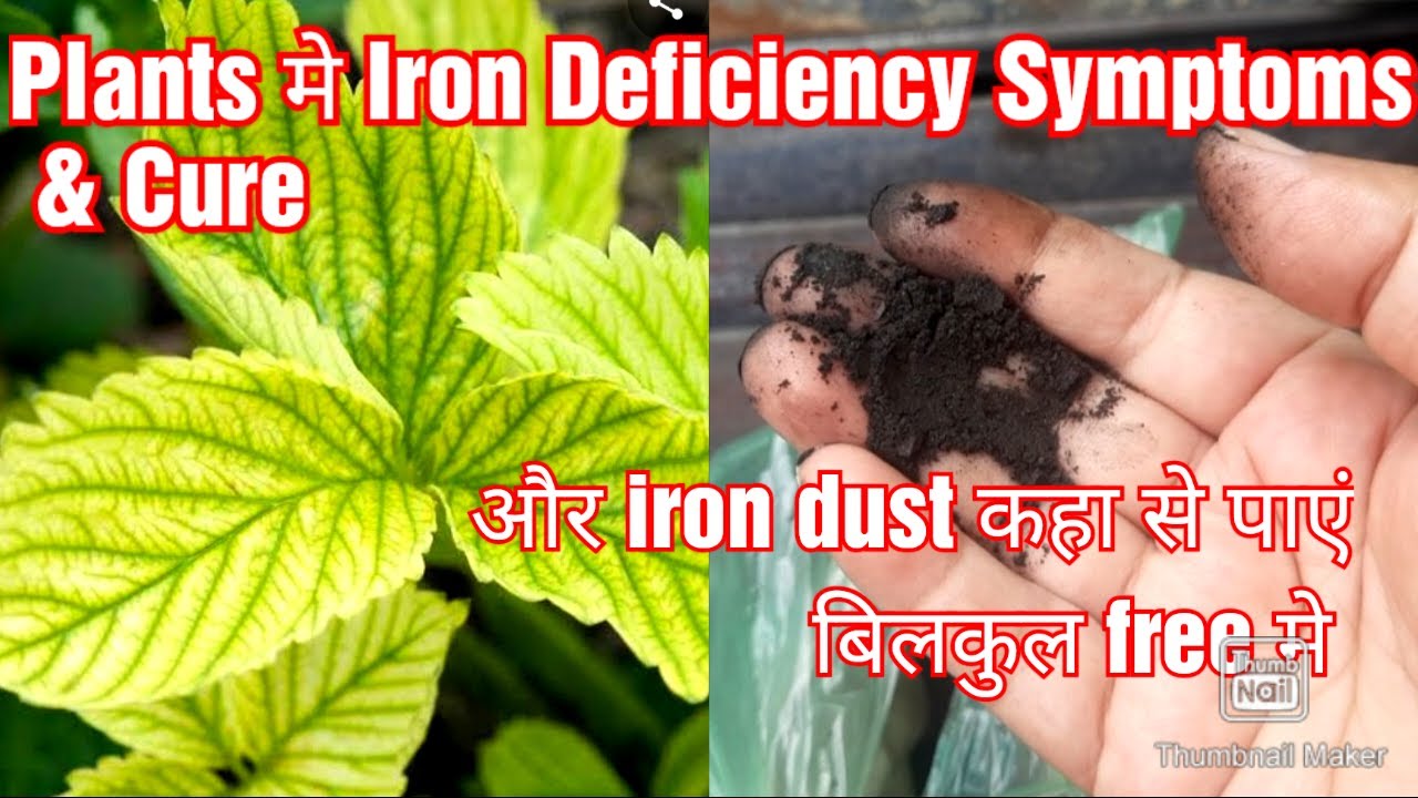 Plants मे Iron Deficiency Symptoms & Cure, और iron dust कहा से पाएं