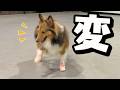 犬用の靴を履いたシェルティの歩き方がおもしろい