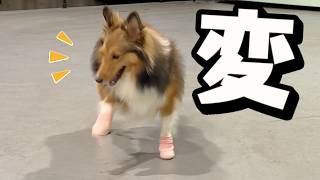 犬用の靴を履いたシェルティの歩き方がおもしろい