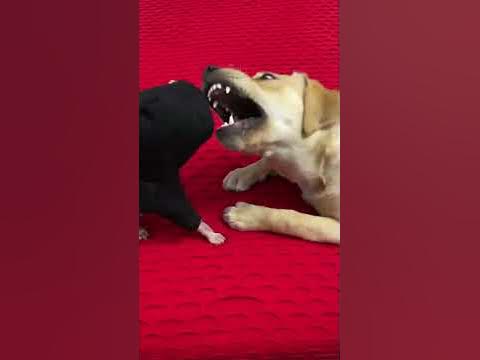 Мэни успокаивает Дени 😂 - YouTube