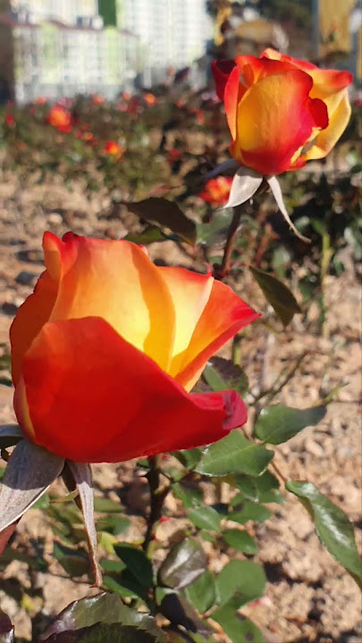 Shall we date?#parkseojin