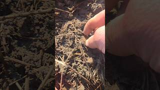 coin digging with deus xp #deus #metaldetecting #digging #coin #metalpix