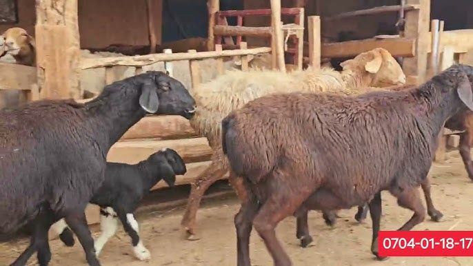 Тесіктері бар эротикалық іш киімге арналған көкірекше Порно трусики пизду жалайды