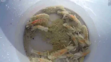 Catching Ghost Shrimp at Padre Island