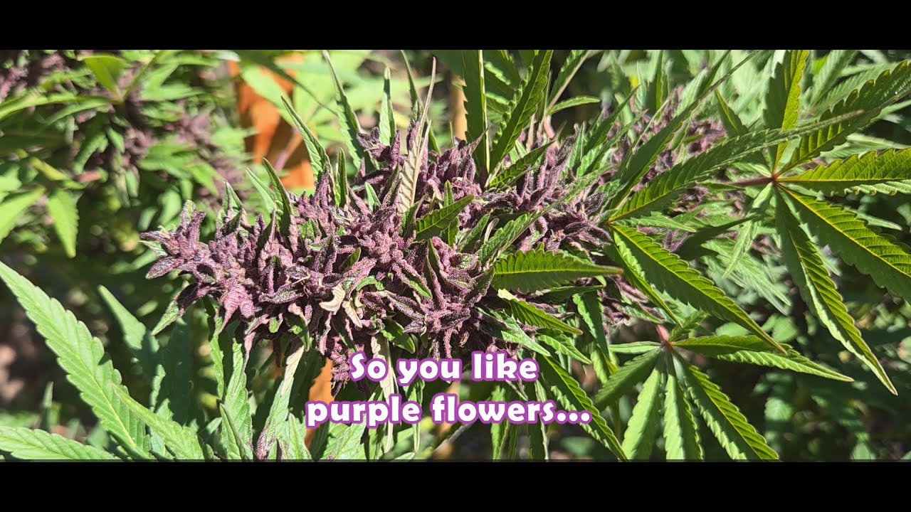 PURPLE CANNABIS