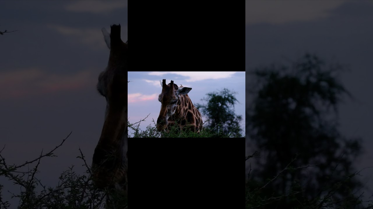 🦒 GIRAFFE FEEDING 🦒