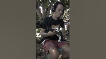 Blink 182 | Stay Together for the Kids #guitar #guitarcover #guitarsolo #cover #music #guitarist