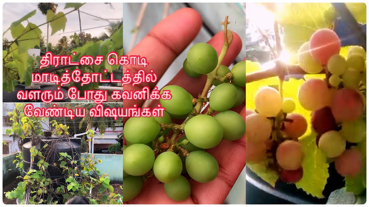 Grapes Growing Tips in Tamil // திராட்சைகொடி மாடித்தோட்டத்தில் வளரும்