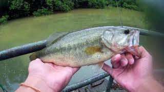 Bass Fishing in Hong Kong