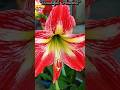 Colorful Flowers | सुन्दर रङ्गीन फुलहरु | Blooming Beauty |Elegant Flowers Collection | #Shorts