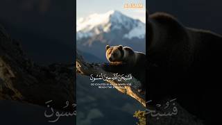 #besttilawat #quran #quranrecitation #al islam