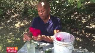 Kenneth Wingard’s Tips for Cutting Fresh Roses