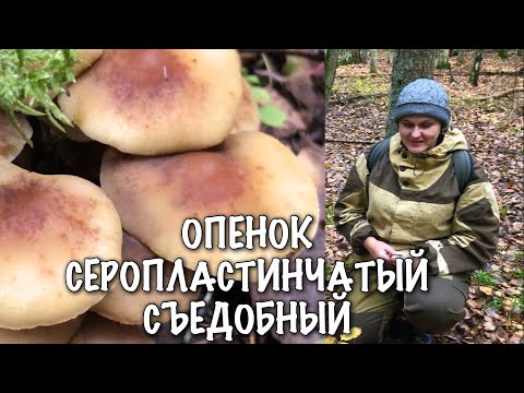 Опёнок серопластинчатый самый съедобный ложноопенок.Рассказываю и показываю для начинающих грибников