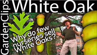 White Oak  Quercus alba  The reason most people plant Red Oak Trees instead of White Oak Trees