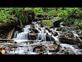 Relaxing Guitar Music &amp; Calming Forest • Nature Sounds [ Stress Relief Music, Meditation, Yoga ]