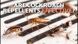 10 SMELLS COCKROACHES HATE 🪳🌿 The ODORS COCKROACHES Can't STAND