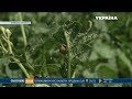 Українці завзято ловлять колорадського жука