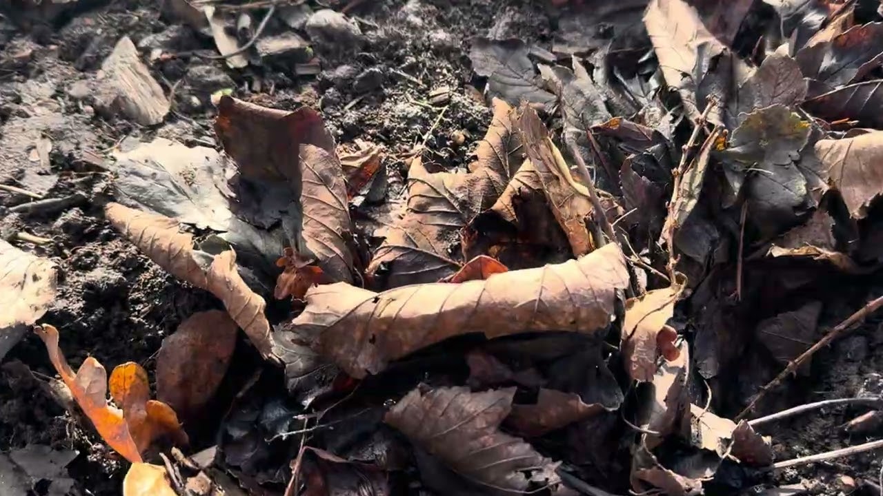 End of January plot tour