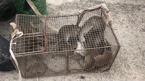 Xem các sư phụ bắt chuột mùa gặt ko ngờ lại nhiều chuột to như thế