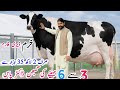 💥 Khurram Dairy Farm | Top Quality Cows at Low Price!