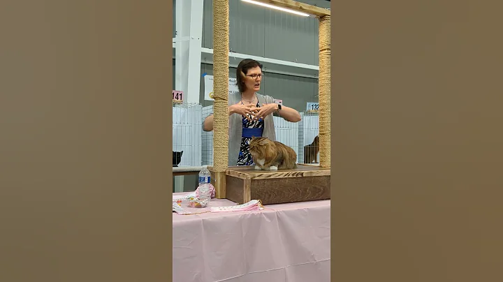 Watch the video about Siberian cat GP NW Slava I'm Worth It - 4th best AB alter -CFA Judge Wendy Heidt-Midwest TGIF show
