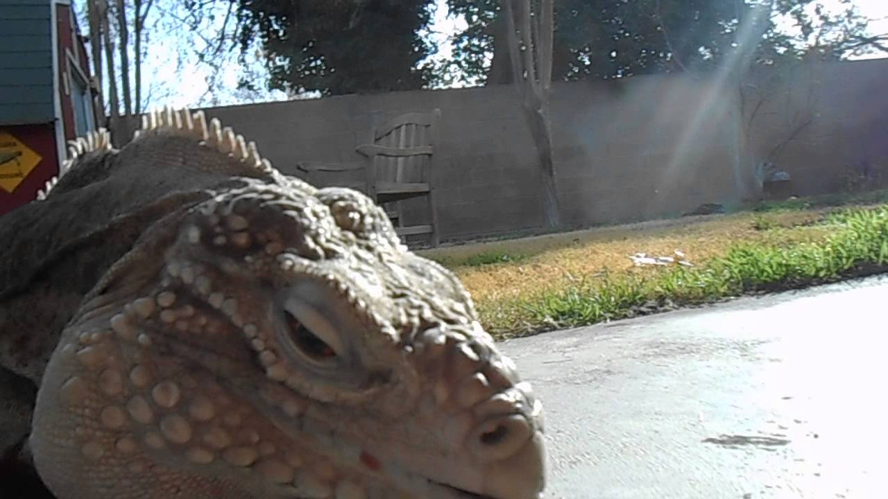 iguana not eating