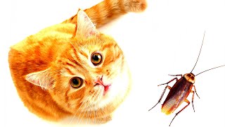 Игра для кошек ТАРАКАН 😺🐞 Кошачьи игры