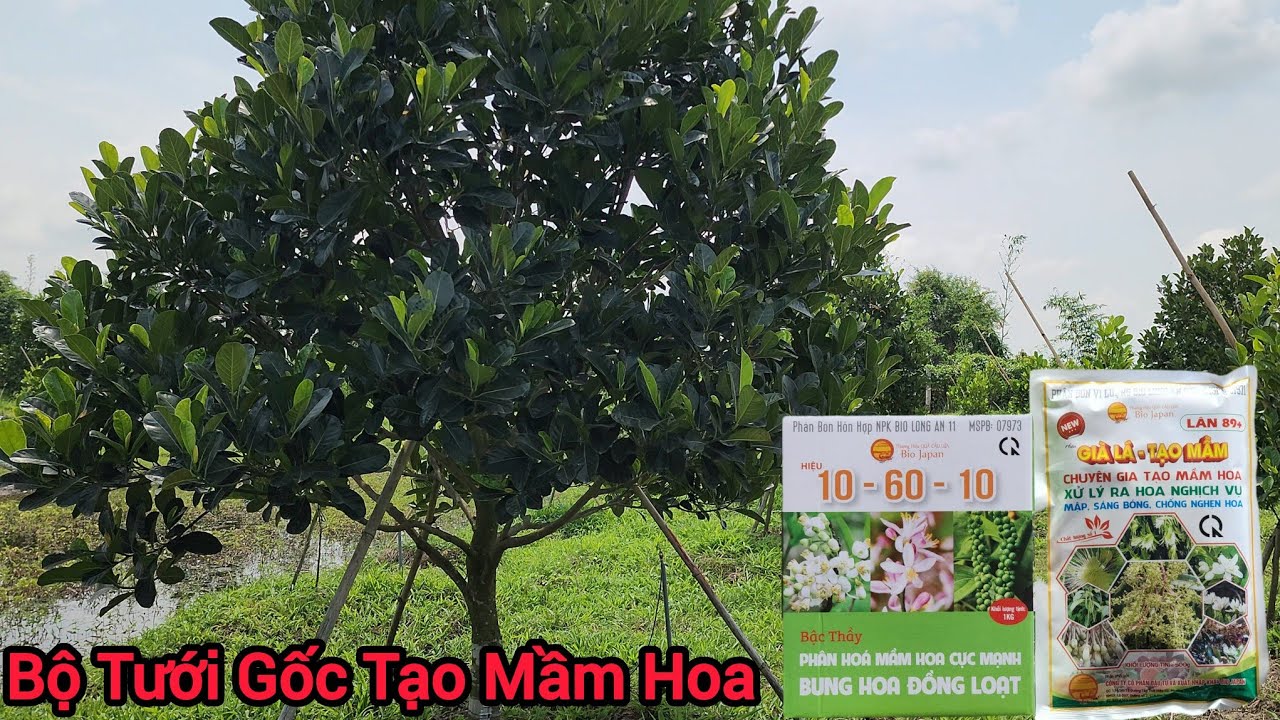 Thời Điểm Làm Bông Cho Vườn Mít Indo Ruột Đỏ Xơ Vàng Nghịch Vụ