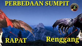 Perbedaan supit rapat atau renggang pada ayam bangkok #supitrenggang #supitrapat