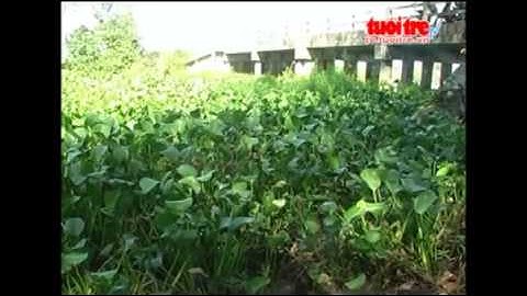 Bỏ Hơn 100 Triệu Đồng Để Vớt Bèo Tây