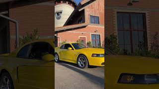 Screaming Yellow Cobra “Terminator”